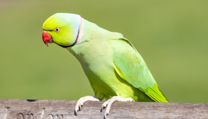 Rose-ringed Parakeets Tips for New Bird Owners