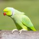 Rose-ringed Parakeets Tips for New Bird Owners