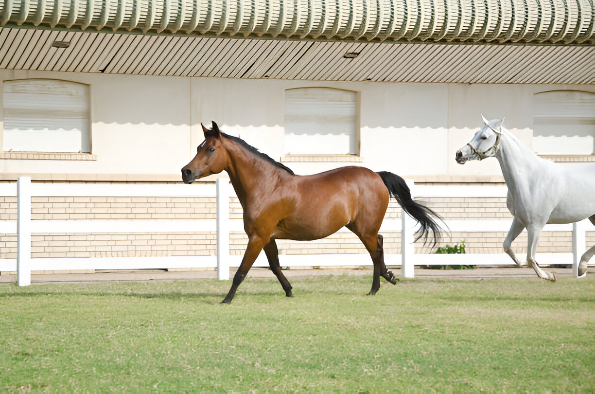 American Quarter Horse compared to Arabian