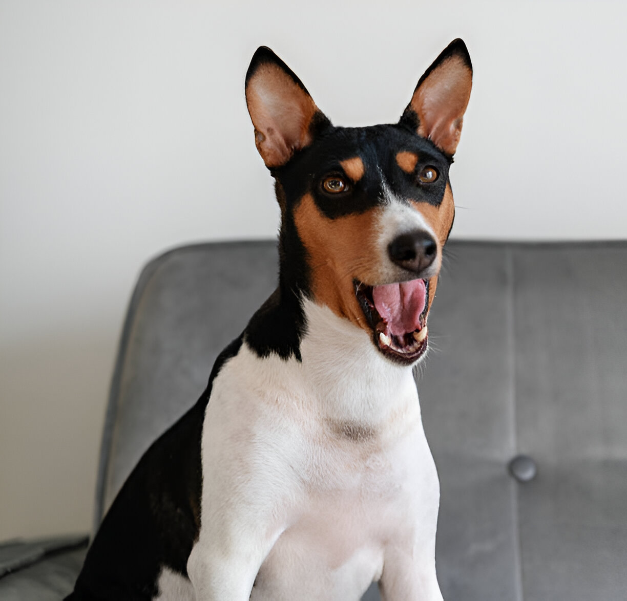 Basenji dog with silent expression