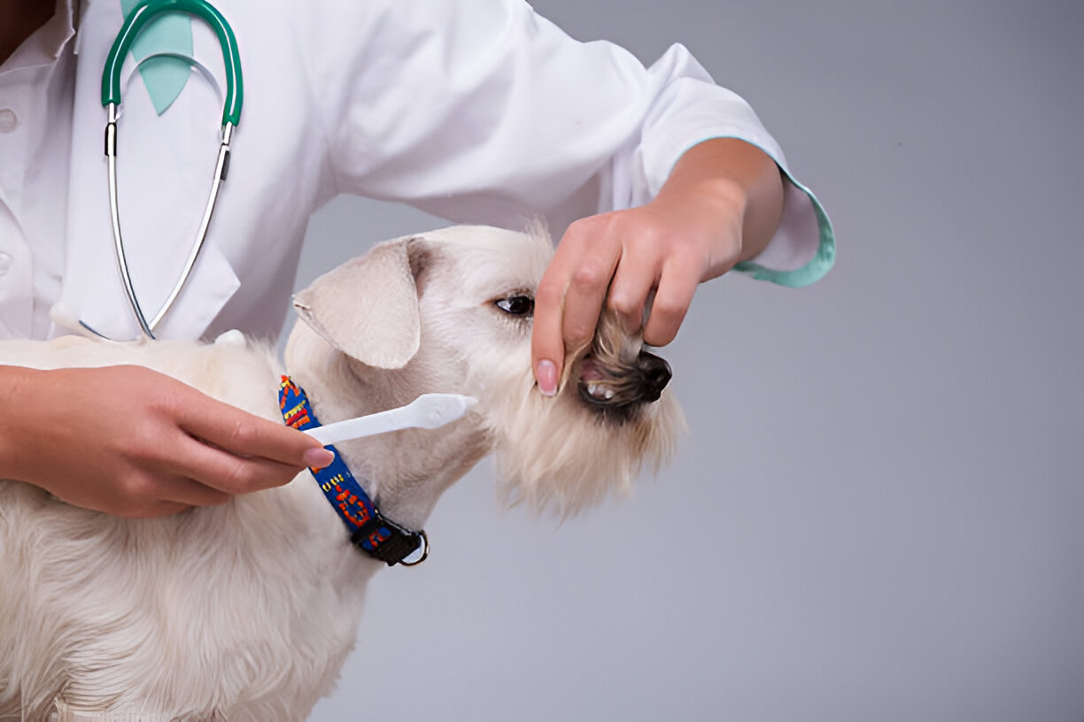 Owner brushing Coton de Tulear’s teeth