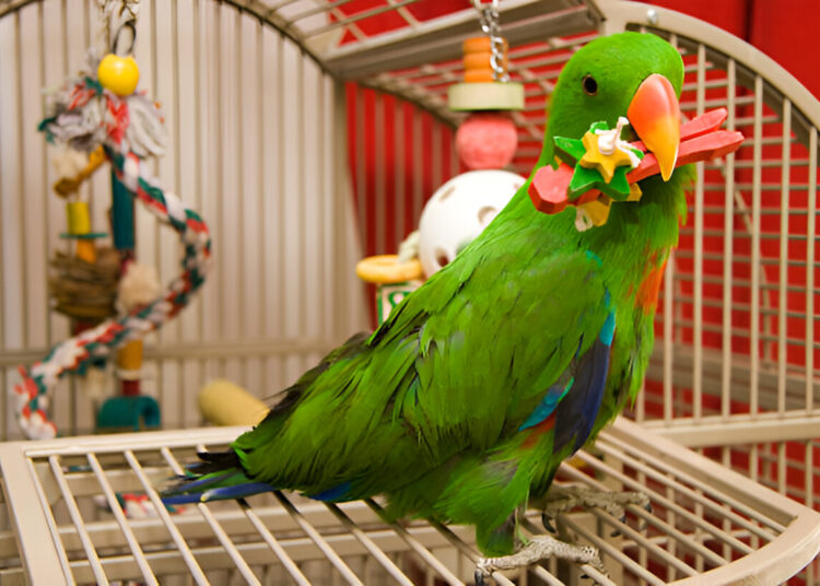 Eclectus Parrot playing with interactive bird toys for mental stimulation