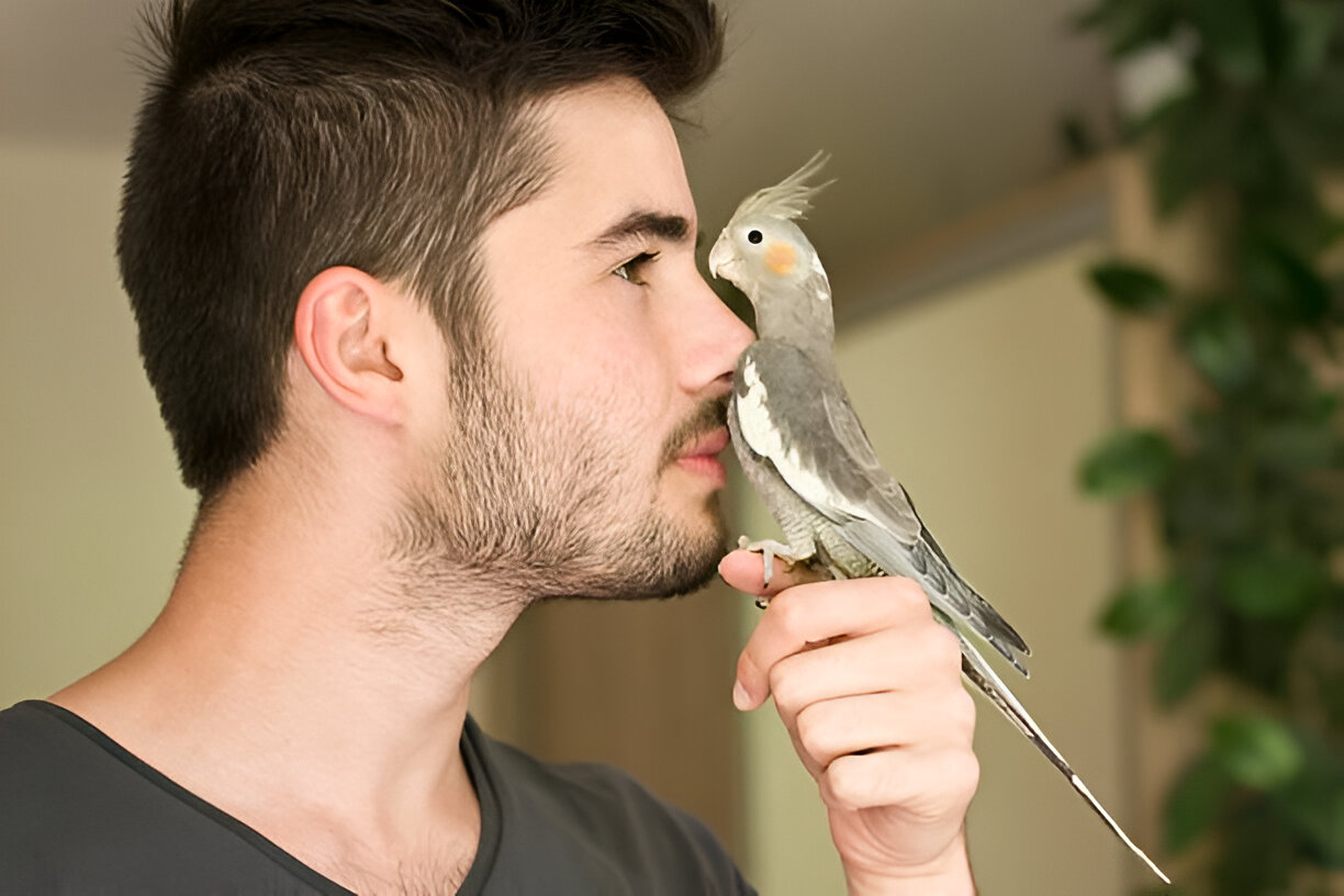 cockatiel learning sounds in early months