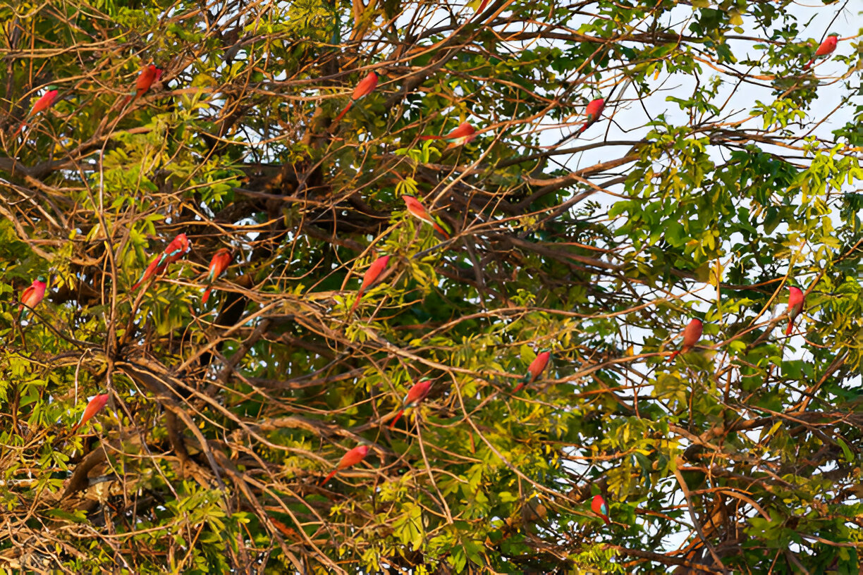 Galah sleeping place