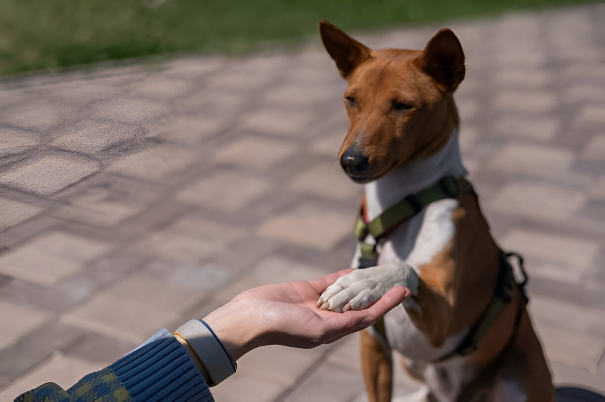Smart Basenji dog using puzzle toy