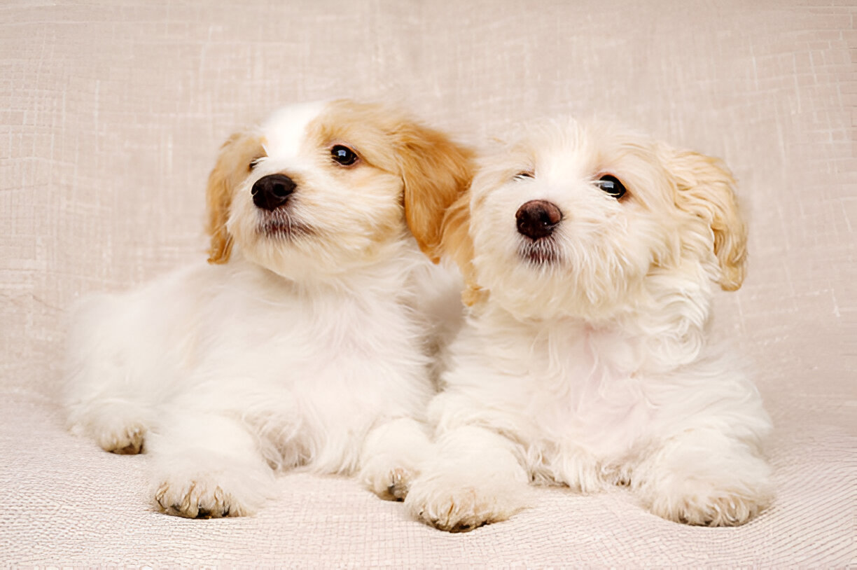 Comparison of male and female Havanese dog