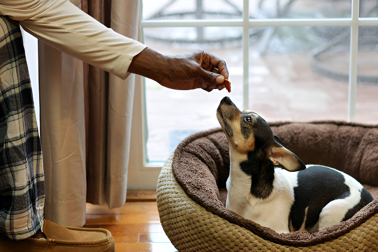 Male and female Basenji dogs side by side