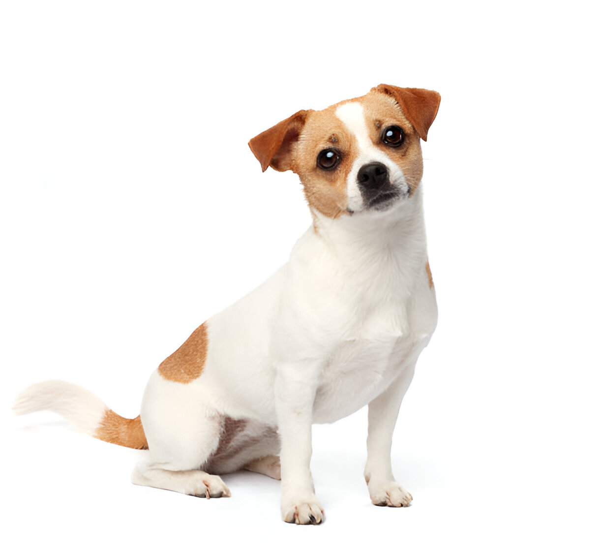 Adult Jack Russell Terrier relaxing on a couch 