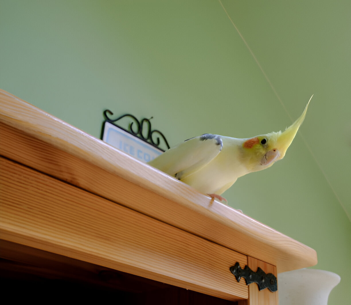 cockatiel mid-flight in a pet-safe room