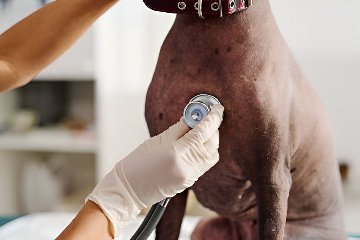 Azawakh dog at veterinary clinic during health checkup.