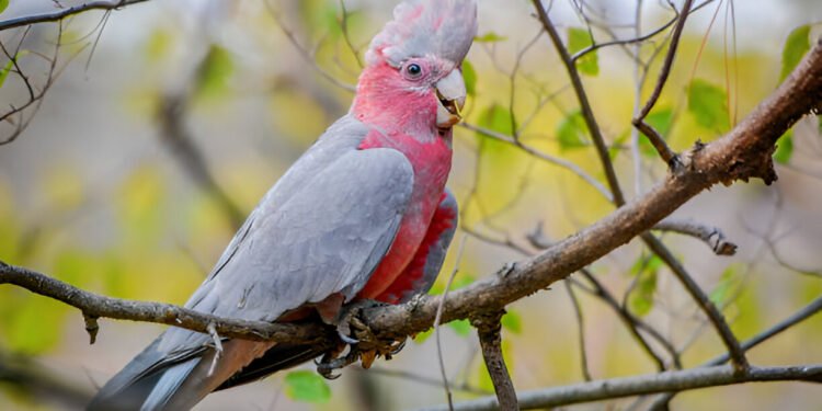 Pink and grey Galah perched on a branch