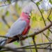 Pink and grey Galah perched on a branch