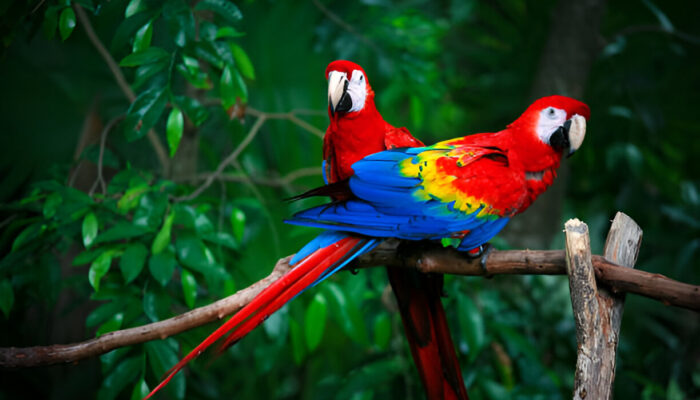Why Are Macaws So Unique And Smart (2025) ?