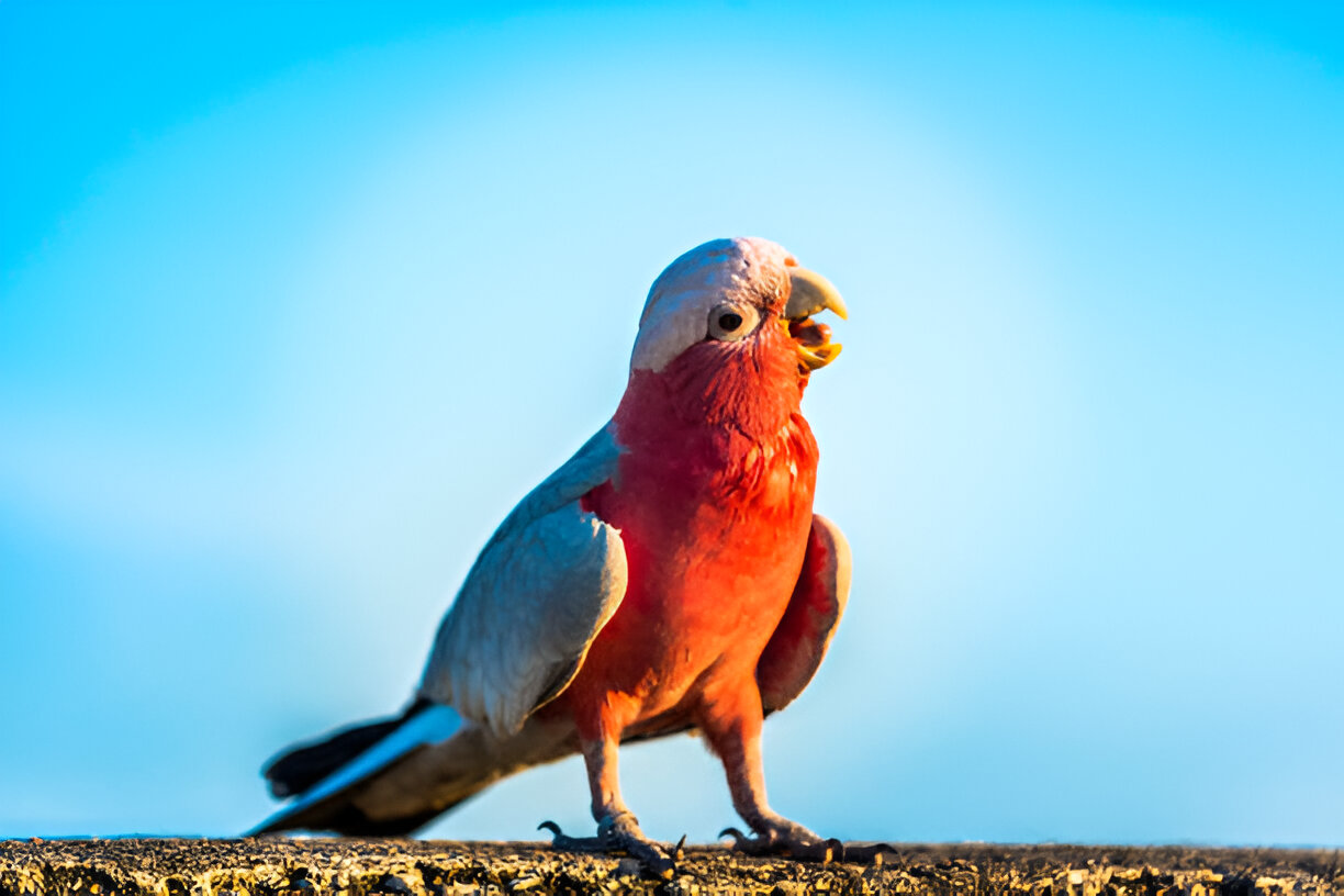 talking Galah parrot