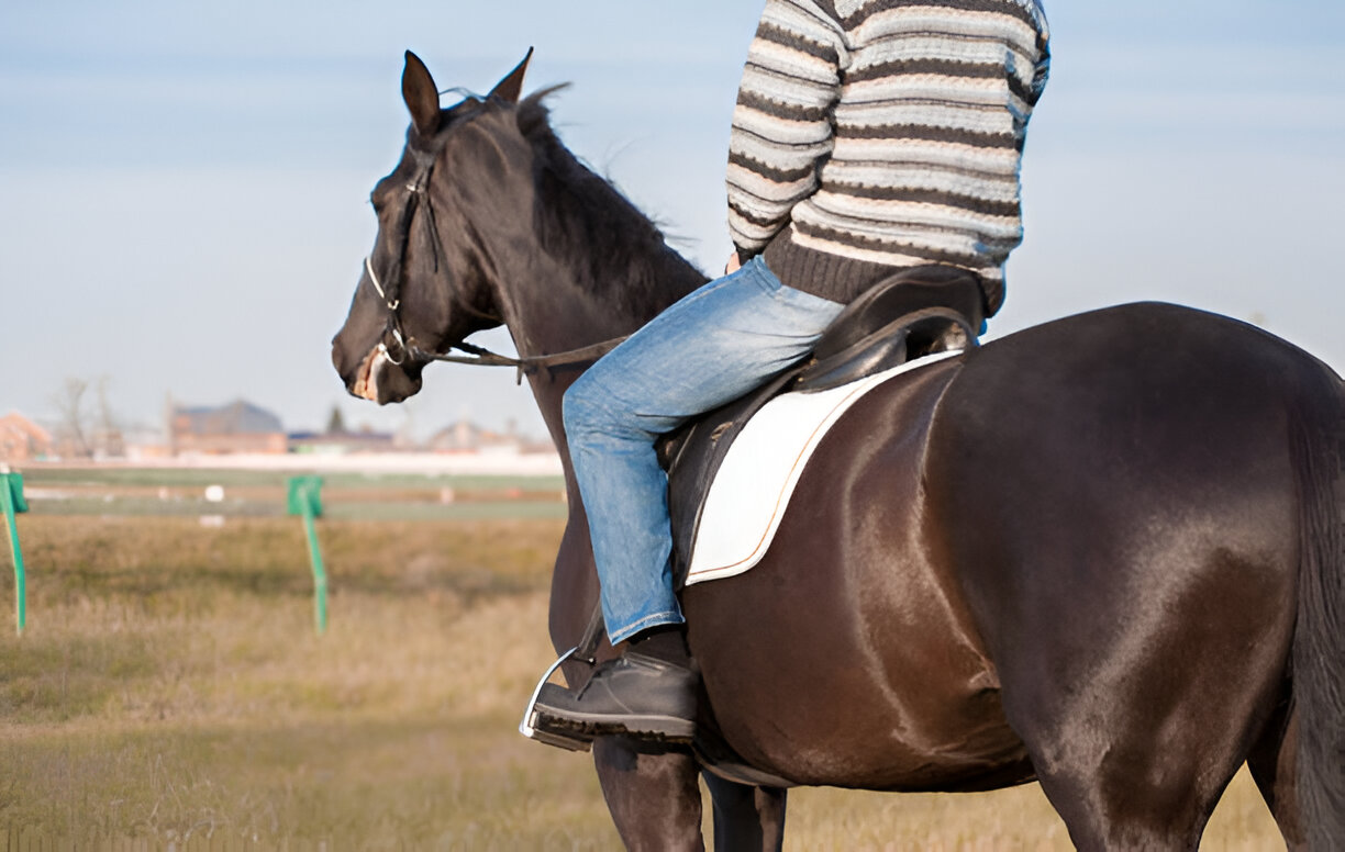 American Quarter Horse carrying 70kg rider