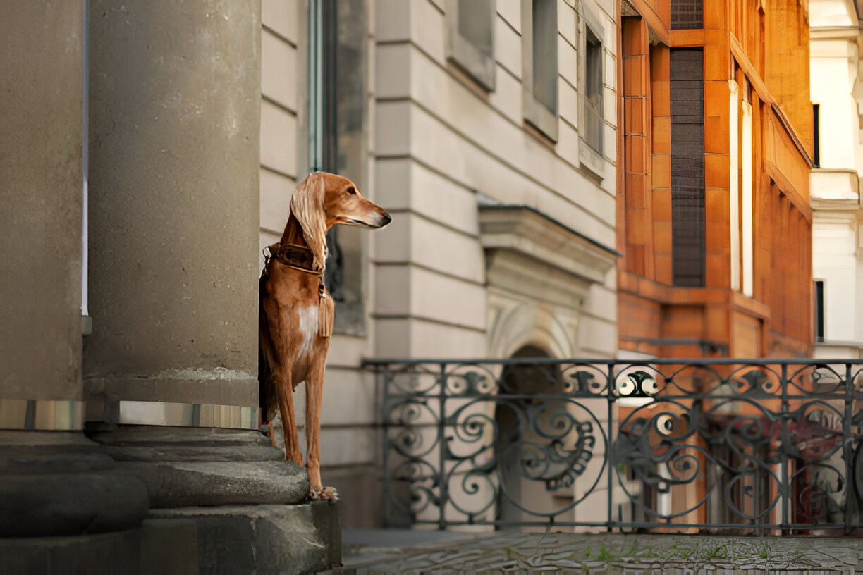 Azawakh dog guarding home entrance with alert posture.