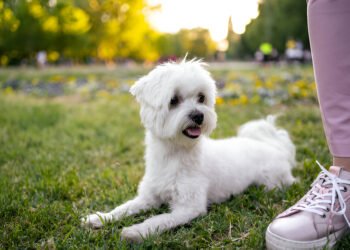 Small white dog standing on green grass with a joyful look