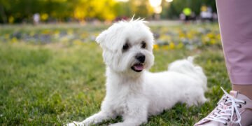 Small white dog standing on green grass with a joyful look