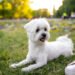 Small white dog standing on green grass with a joyful look