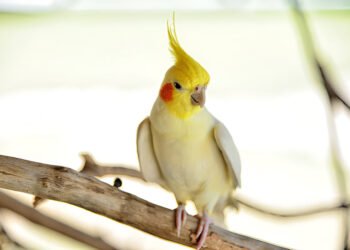 cockatiel perched on a wooden branch indoors