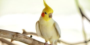 cockatiel perched on a wooden branch indoors