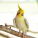 cockatiel perched on a wooden branch indoors