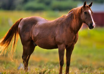 American Quarter Horse in pasture