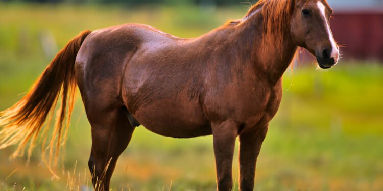 American Quarter Horse in pasture