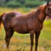 American Quarter Horse in pasture