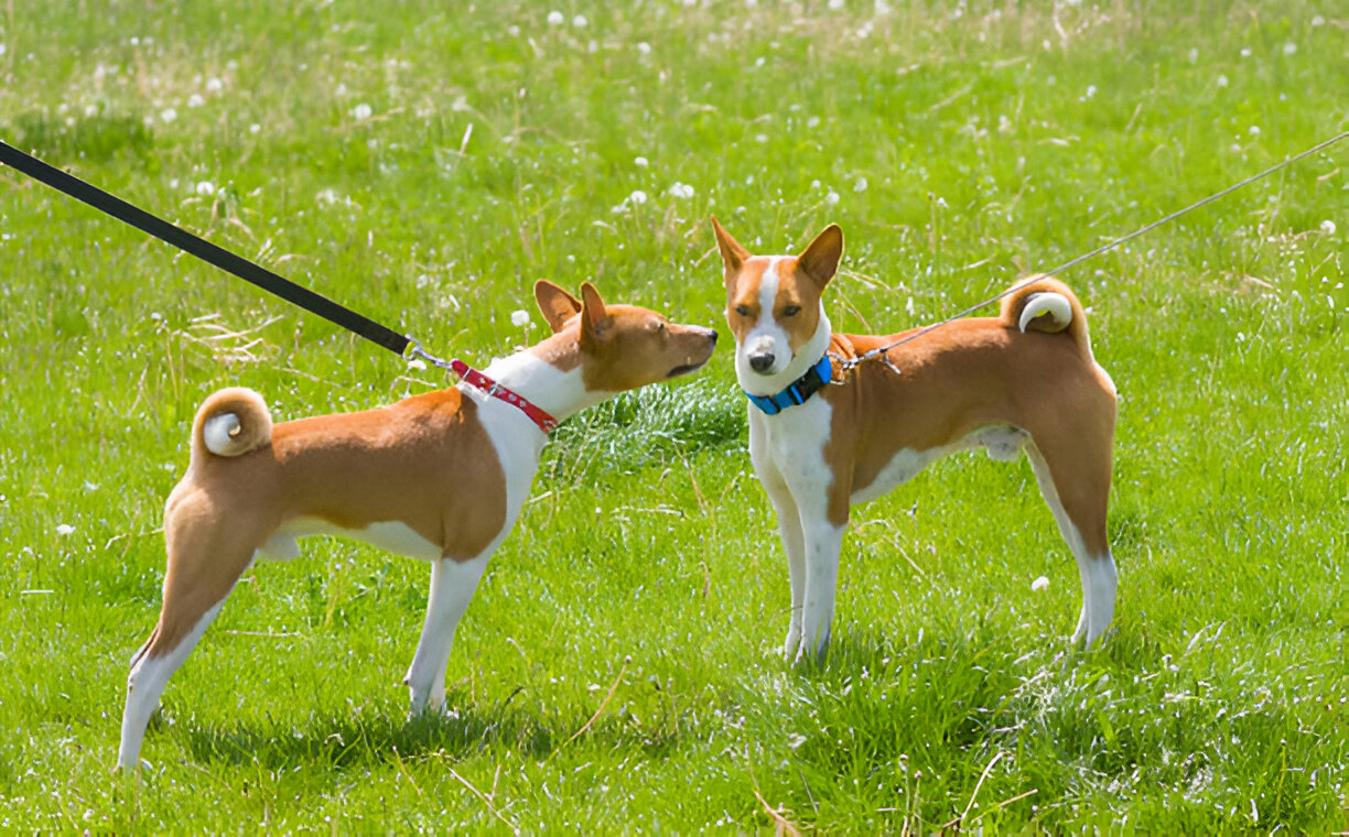 Full grown Basenji dog and Basenji puppy together