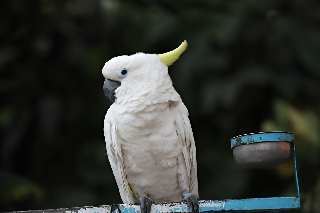 Sulphur-crested Cockatoo with price tag and Pakistani currency notes