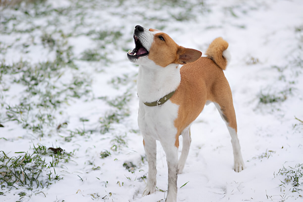 Barkless Basenji dog in a peaceful pose