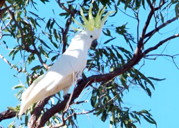 Sulphur-crested Cockatoo perched on a branch with yellow crest raised in native habitat