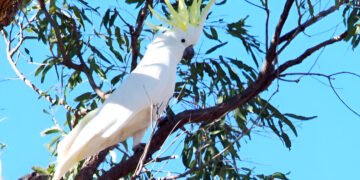 Sulphur-crested Cockatoo perched on a branch with yellow crest raised in native habitat
