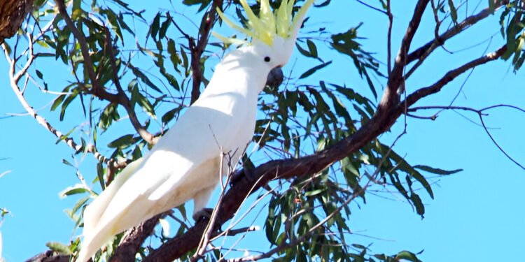 Sulphur-crested Cockatoo perched on a branch with yellow crest raised in native habitat