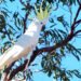 Sulphur-crested Cockatoo perched on a branch with yellow crest raised in native habitat