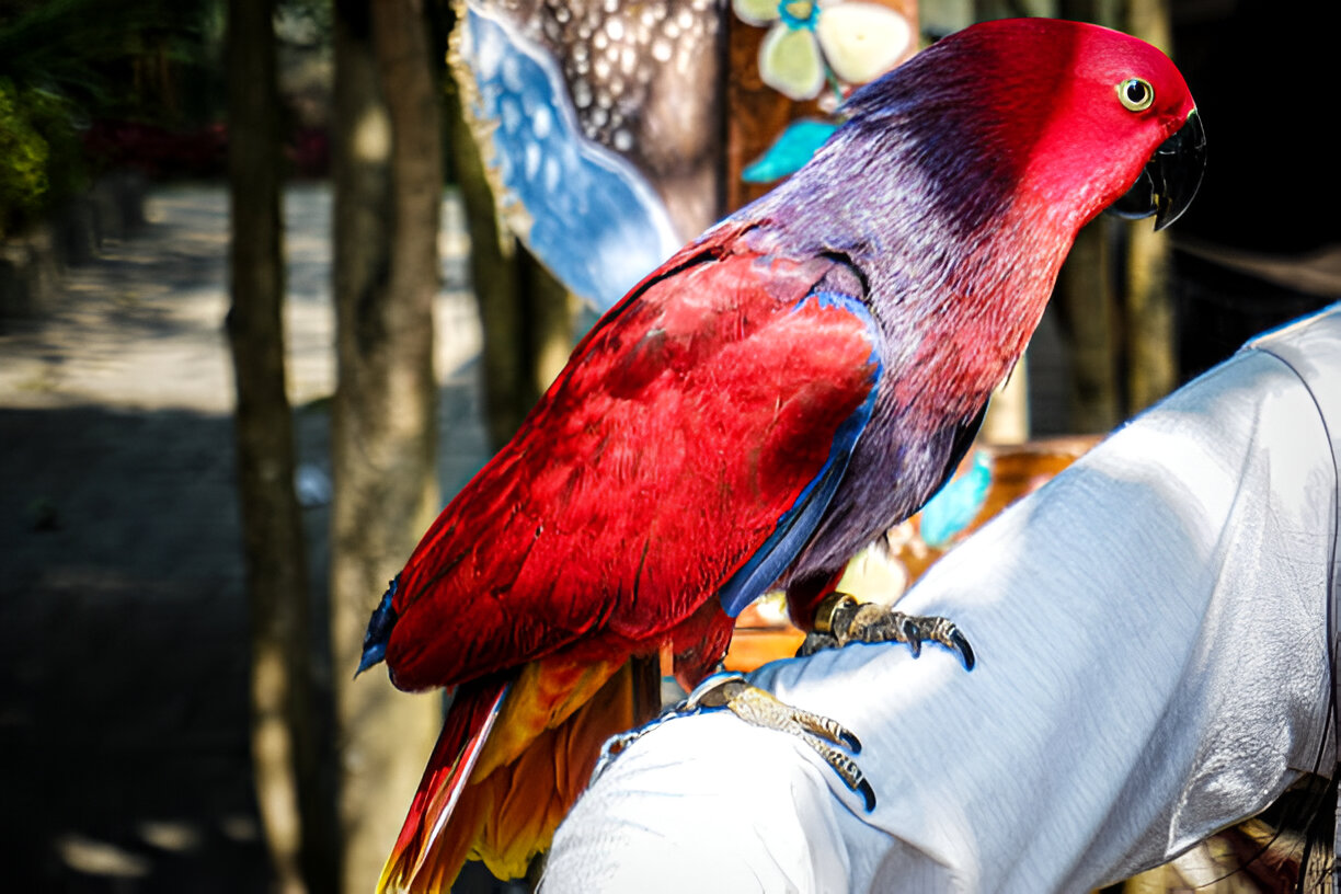 Eclectus Parrot interacting with human companion