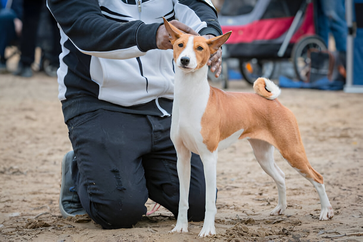 Famous Basenji dog showcasing barkless skills