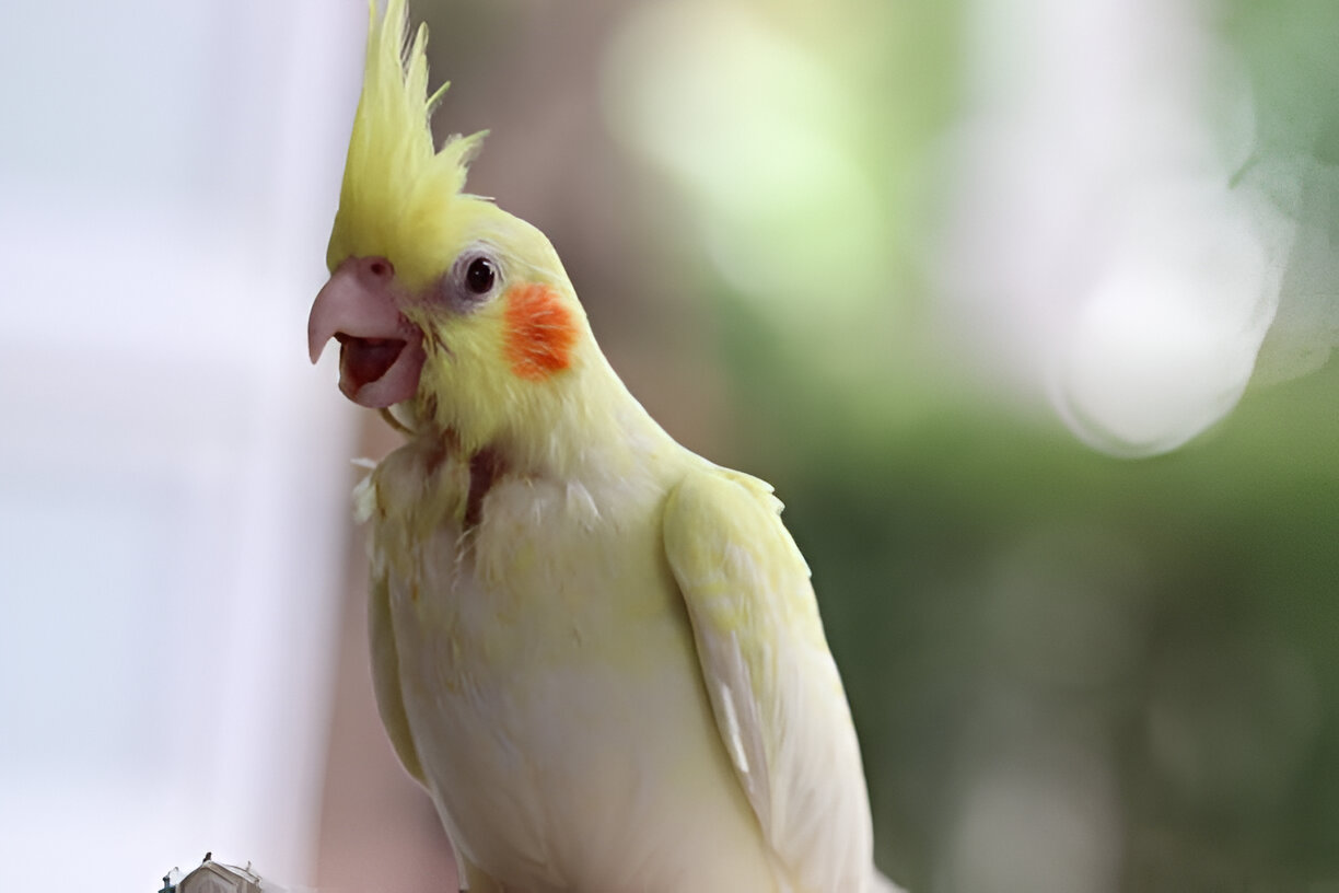 cockatiel whistling near window light