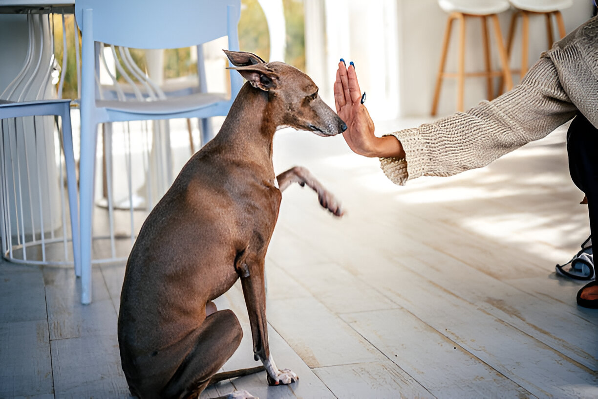 Azawakh hypoallergenic grooming for allergy-sensitive owners.