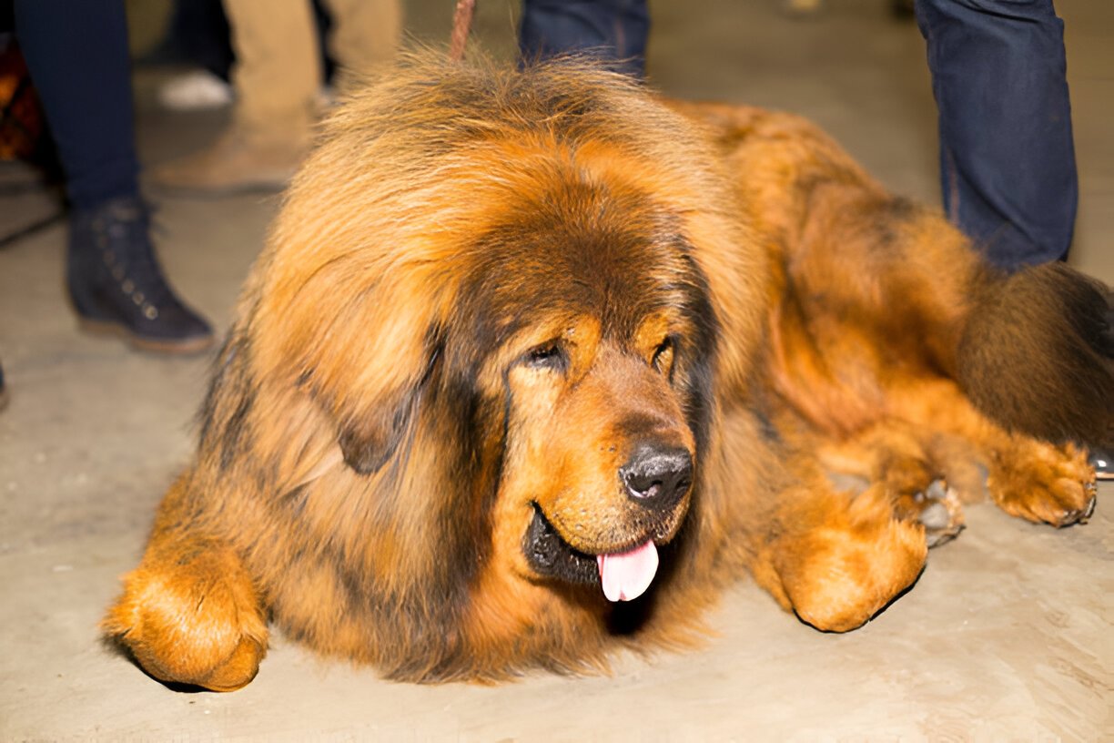 Size comparison between lion and Tibetan Mastiff