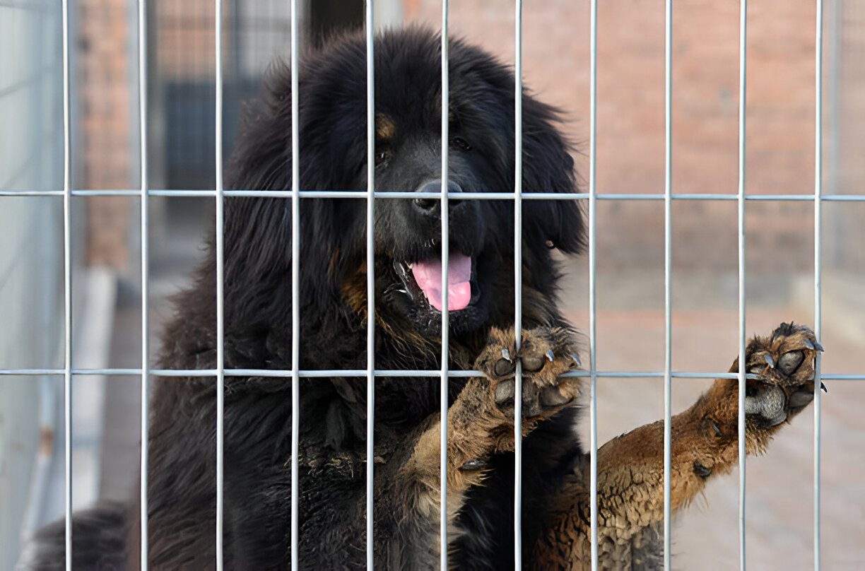 Tibetan Mastiff Alone at Home