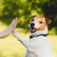Jack Russell Terrier: Complete Dog Owner’s Guide