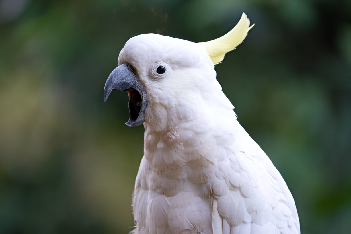 Sulphur-crested Cockatoo mimicking speech with beak open and human interaction