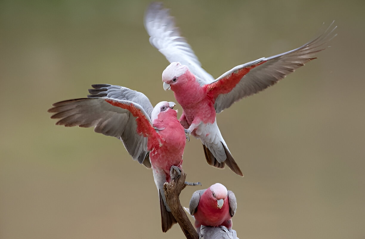 Galah lifespan