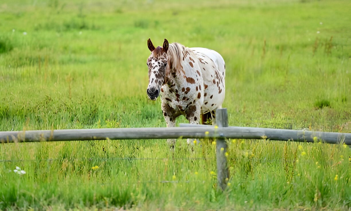  Historical reference to the origin of the  name