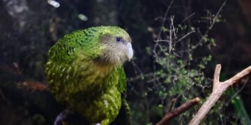 kakapo bird perched on mossy branch at night