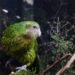 kakapo bird perched on mossy branch at night