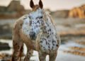 A stunning Appaloosa Horse standing in a grassy field