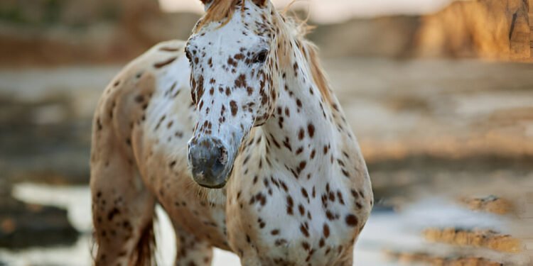 A stunning Appaloosa Horse standing in a grassy field